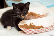 Enhancing Your Cat’s Health Through Proper Nutrition