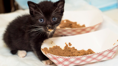 Enhancing Your Cat’s Health Through Proper Nutrition