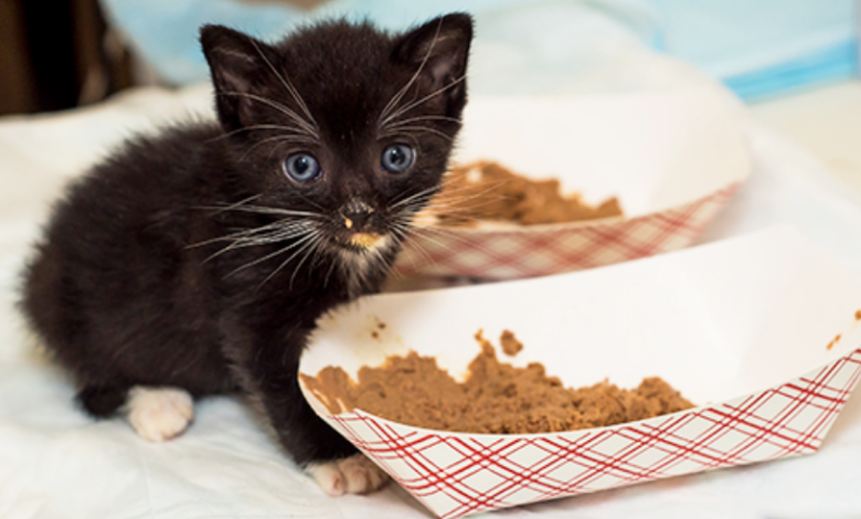 Enhancing Your Cat’s Health Through Proper Nutrition