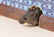 Mice Removal Delta Expert Solutions for Effective Pest Control