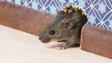 Mice Removal Delta Expert Solutions for Effective Pest Control